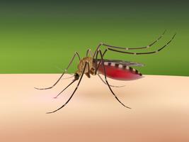 Zanzara che succhia sangue vettore