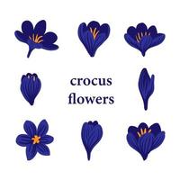 set di fiori di croco primaverili viola, malva, lilla. delicate primule per biglietti di auguri per la festa della mamma, festa della donna, pasqua. ClipArt vettoriali in stile piatto. elemento di disegno floreale su sfondo bianco