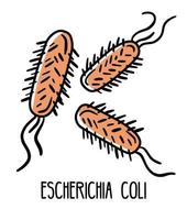 Escherichia coli batterio anaerobico gram-negativo nella microflora intestinale umana, illustrazione vettoriale. microbiota del tubo digerente. vettore