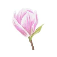 magnolia fiore rosa delicatamente acquerello. vettore