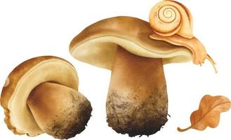 illustrazione di funghi collezione in stile acquerello vettore