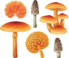 set di illustrazione di funghi in stile acquerello vettore