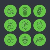 icone di bacche impostate in stile lineare, lampone, ribes, mirtillo, ciliegia, uva, fragola, crespino, prugne vettore