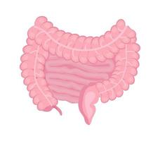 vettore icona intestino tenue e crasso. organo interno umano isolato su sfondo bianco