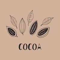 fave di cacao con foglie e lettering doodle disegnato a mano isolato. concetto di modello per poster di design, etichetta, menu, carta, adesivo. pianta vettore