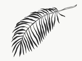 foglie e fogliame linea palma tropicale isolato su sfondo bianco. disegno di illustrazioni vettoriali
