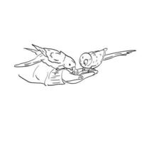 primo piano mangimi a mano semi di girasole a due pappagalli illustrazione vettoriale disegnato a mano isolato su sfondo bianco line art.