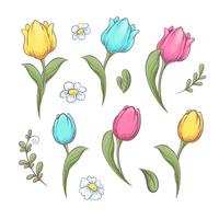 Impostare i tulipani fiori. Illustrazione vettoriale