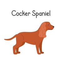 Canino americano o inglese cocker spaniel razza di cane su uno sfondo bianco isolato. illustrazione vettoriale di un appartamento per animali domestici