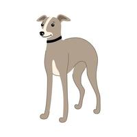 simpatico cane di razza levriero italiano isolato su sfondo bianco. illustrazione disegnata a mano di vettore