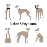 set di razze canine levriero italiano in diverse pose. illustrazione disegnata a mano di vettore