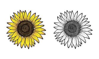 girasole disegnato a mano con colore e bianco nero, vettore di fiori, girasole disegnato a mano, illustrazione di girasole