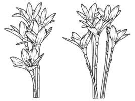 arrangiamento d'arte al tratto floreale vettore