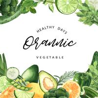 Struttura organica dell&#39;acquerello delle verdure verdi, cetriolo, piselli, broccoli, sedano, sani con progettazione del texct, illustrazione di vettore dell&#39;acquerello