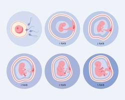 sei fasi di sviluppo dell'embrione vettore