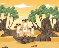 famiglia di suricati nella foresta del deserto vettore