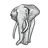 illustrazione dello stile di schizzo dell'elefante vettore