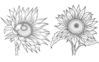 disegno al tratto girasole, disegno al tratto girasole, disegno al tratto floreale, contorno girasole vettore