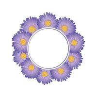 aster viola, ghirlanda di fiori margherita vettore