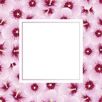 hibiscus syriacus - carta banner rosa di sharon vettore