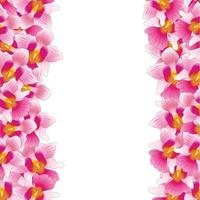 bordo rosa dell'orchidea di vanda miss joaquim vettore