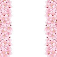 bordo del fiore del fiore di ciliegio di sakura vettore