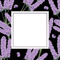 banner di fiori di lavanda su sfondo nero. vettore