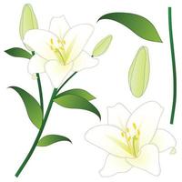 lilium candidum, il giglio della madonna o giglio bianco. fiore nazionale d'italia. illustrazione vettoriale. vettore