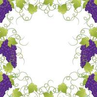 vite cornice uva viola su sfondo bianco vettore