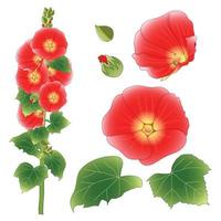 alcea rosea - malvarosa, aoi nella famiglia delle malvacee. colore del fiore rosso arancio. isolato su sfondo bianco. illustrazione vettoriale