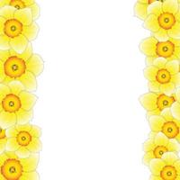 narciso giallo - bordo del fiore di narciso vettore