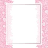 bordo della carta banner crisantemo rosa vettore