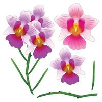 vanda miss joaquim orchid. fiore nazionale di singapore. vettore