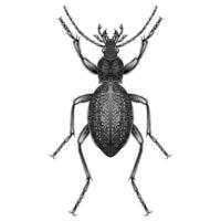 procerus caucasicus audouini illustrazione vettore design piatto