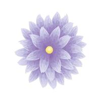 fiore di colore viola, concetto di primavera su sfondo bianco vettore