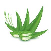 pianta di aloe vera verde fresco. siero di collagene e vitamine. cura della pelle, prodotti cosmetici di bellezza. concetti medici e integratori per la salute. su uno sfondo bianco illustrazione vettoriale 3d realistica.