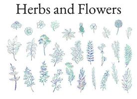 illustrazione colorata set di erbe, piante e fiori. schizzi grafici disegnati a mano per il tuo design vettore