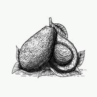 illustrazione del vettore libero di stile di incisione di avocado