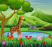 zebra e giraffa dei cartoni animati che vivono vicino a un abbeveratoio vettore