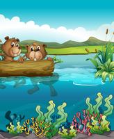 Due castori che giocano nel lago vettore