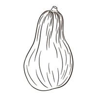 illustrazione della zucca di butternut line art. icona di zucca autunnale. schizzo di zucca fresca. elemento per il design decorativo autunnale, invito di halloween, raccolto, adesivo, stampa, logo, menu, ricetta vettore