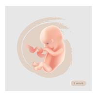 Segno di feto Icona fetale. Embrione di dieci settimane. Fase di gravidanza