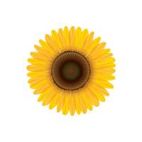 Girasole. Fiore estivo isolato. Illustrazione di Vecor vettore