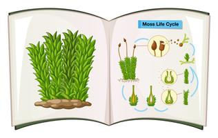 Libro che mostra il ciclo di vita del muschio vettore