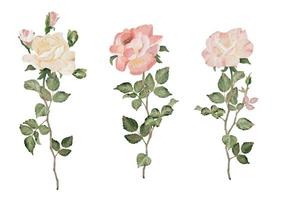 collezione di bouquet di fiori ramo di rosa in fiore acquerello vettore