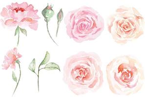 set di rose da disegno con acquerello 2 vettore