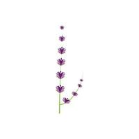 design piatto di vettore di logo di fiori di lavanda fresca