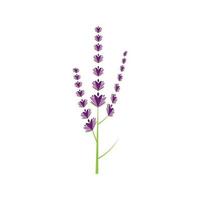 design piatto di vettore di logo di fiori di lavanda fresca