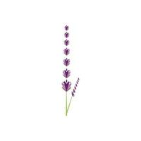 design piatto di vettore di logo di fiori di lavanda fresca