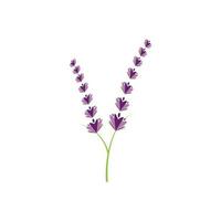 design piatto di vettore di logo di fiori di lavanda fresca